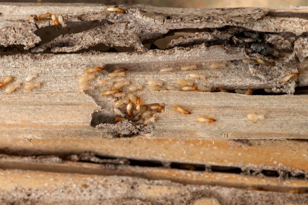 Best Affordable Pest Control Services  in Pleasure Point, CA