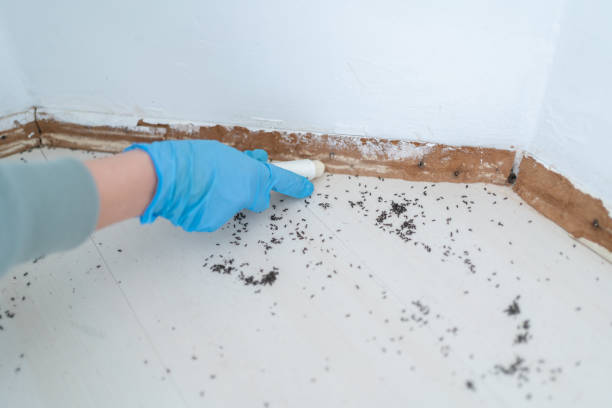 Best Termite Control Services  in Pleasure Point, CA